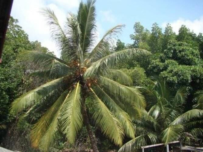 Bentota Dilu Villa