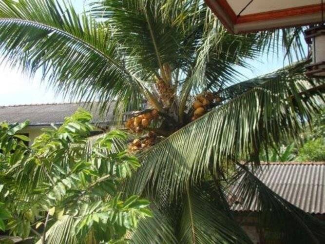 Bentota Dilu Villa