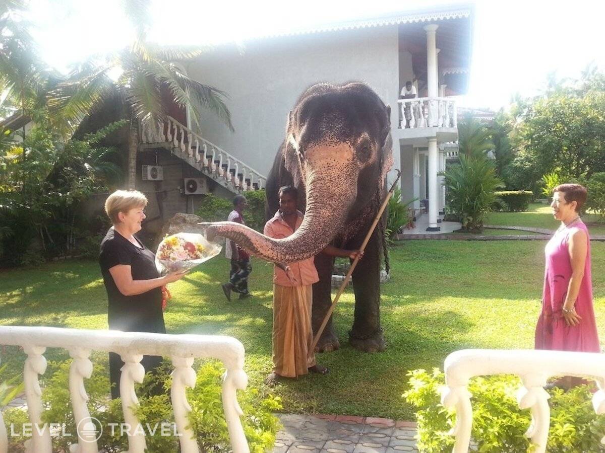 фотографии отеля Hotel Bougainvilla в Шри-Ланка(Берувела) - фото №26