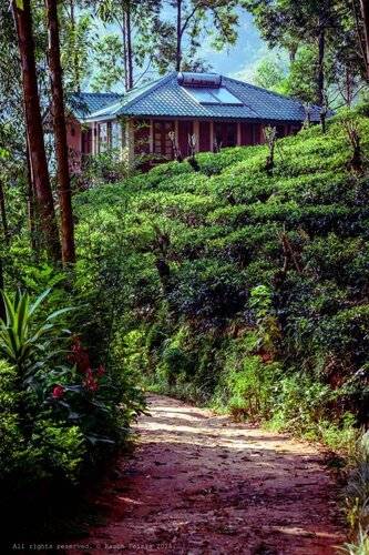 The Tea Cottage Resort & Spa