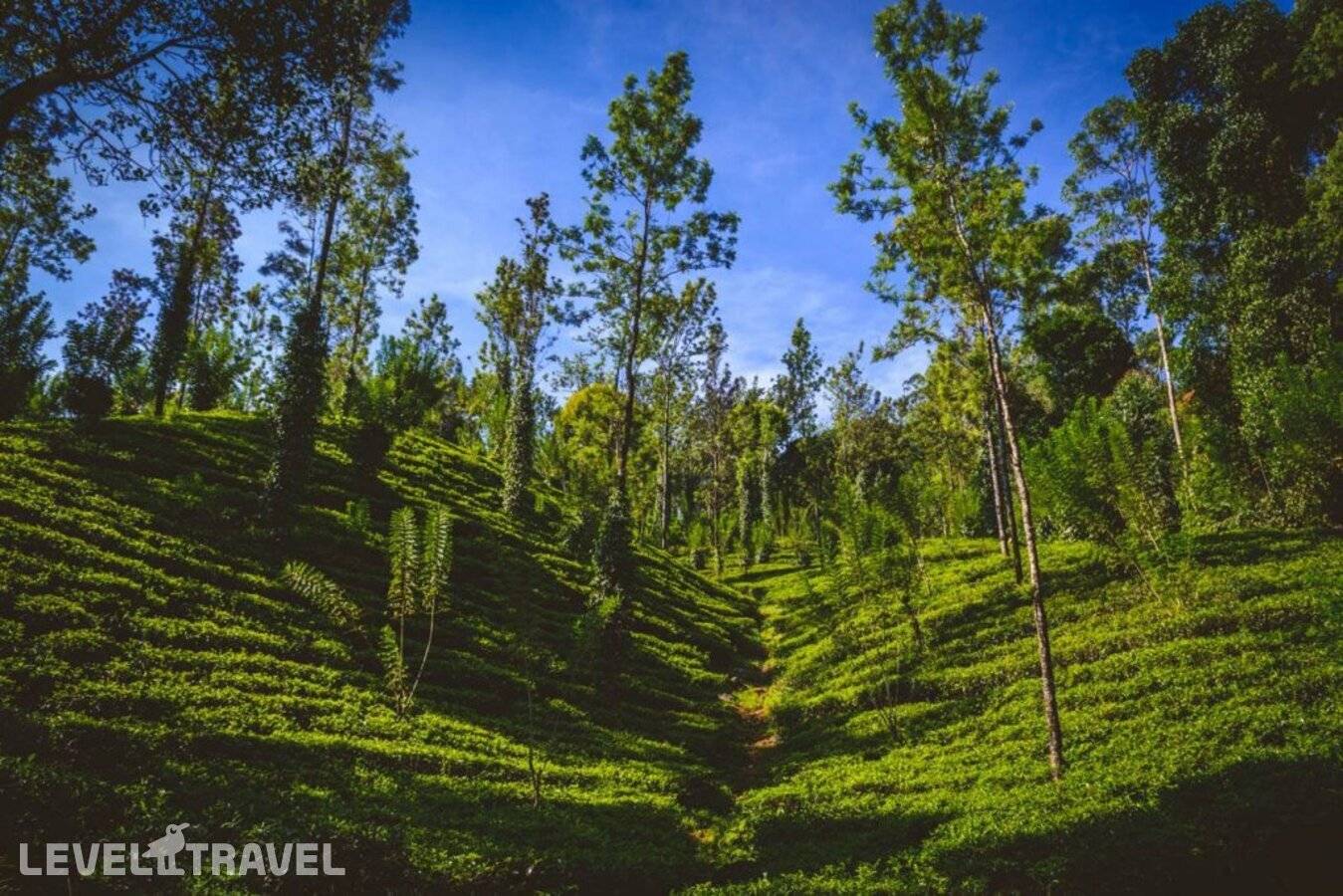 фотографии отеля The Tea Cottage Resort & Spa в Шри-Ланка(Богаванталава) - фото №18