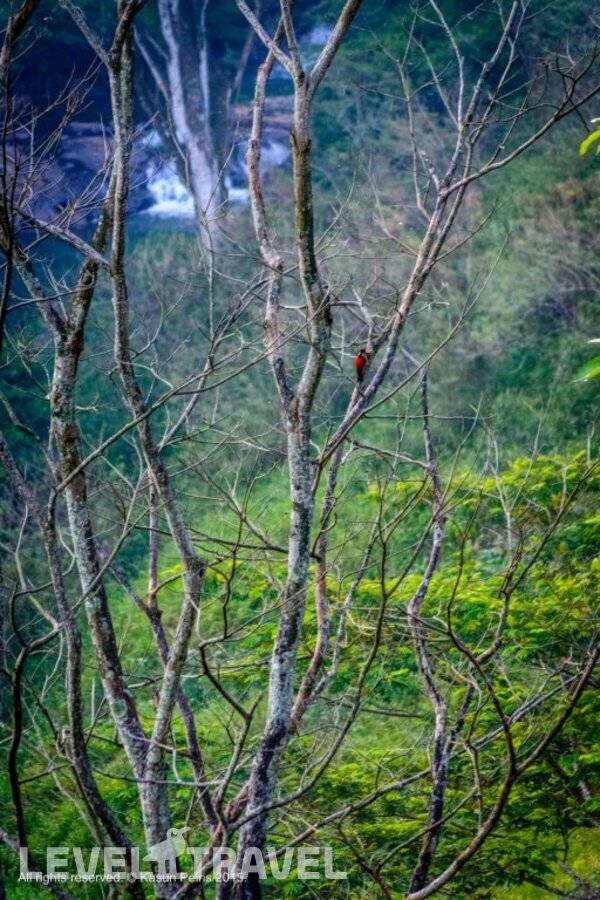 фотографии отеля The Tea Cottage Resort & Spa в Шри-Ланка(Богаванталава) - фото №10