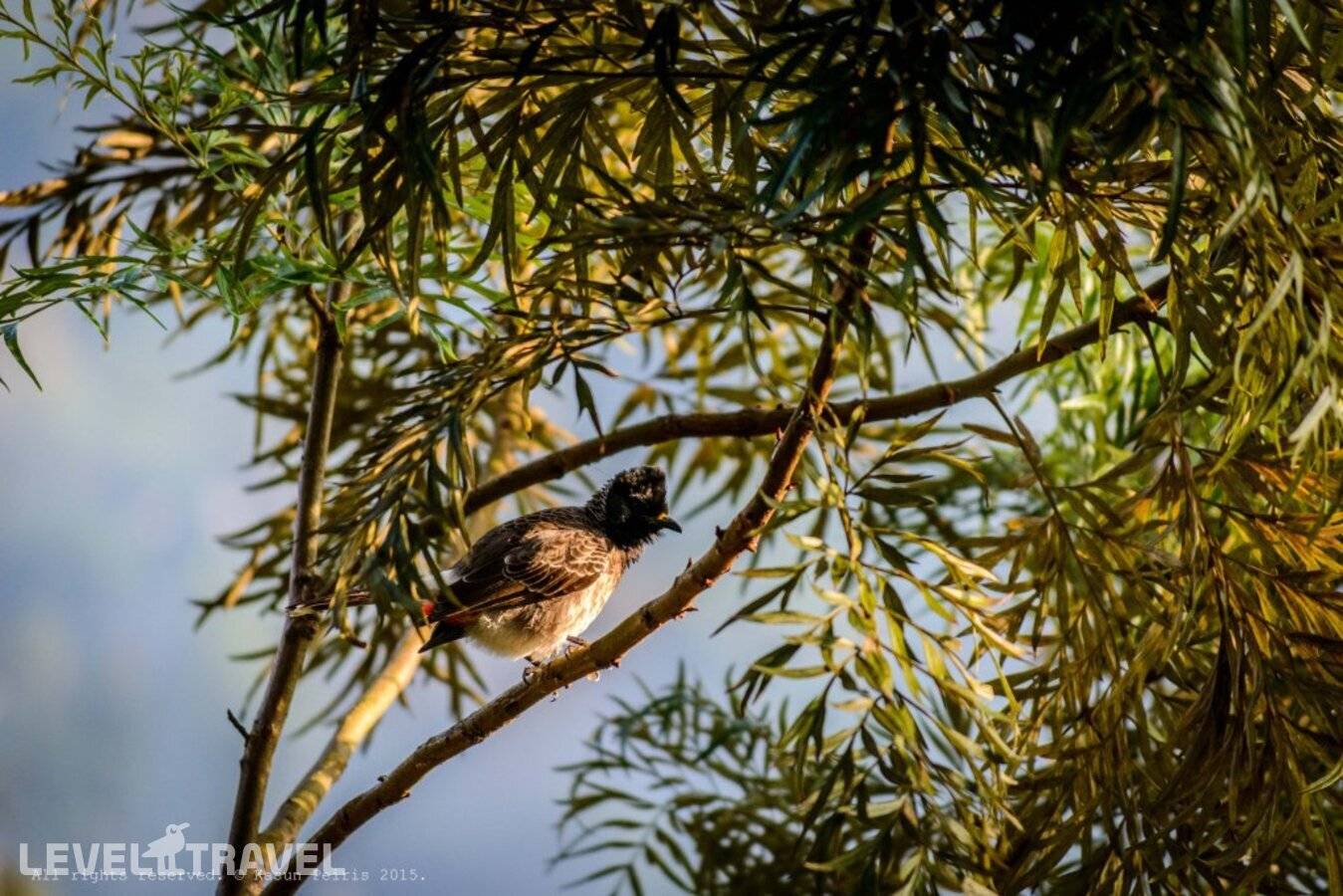 фотографии отеля The Tea Cottage Resort & Spa в Шри-Ланка(Богаванталава) - фото №6