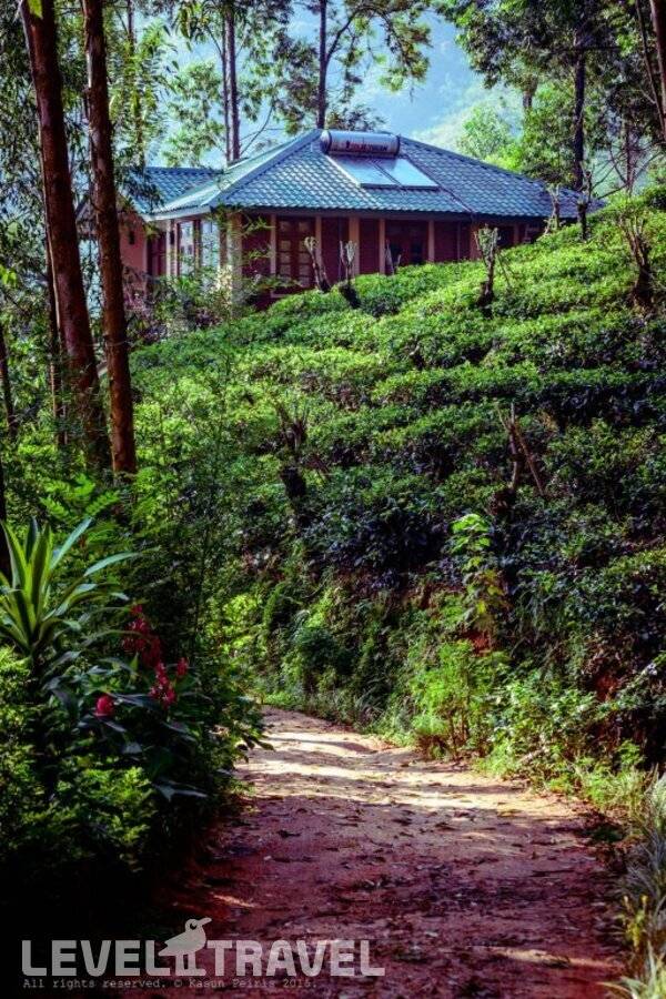 фотографии отеля The Tea Cottage Resort & Spa в Шри-Ланка(Богаванталава) - фото №5