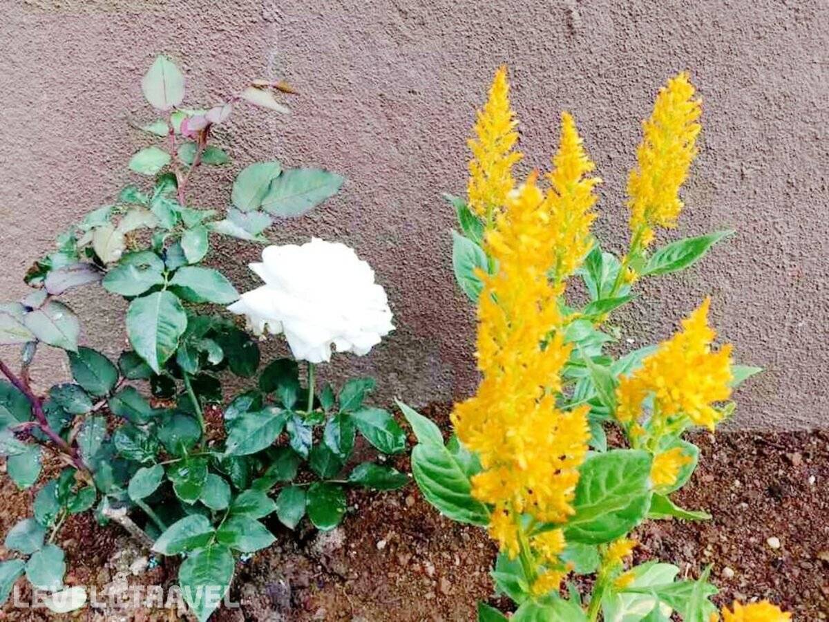 фотографии отеля Kingsford Residences в Шри-Ланка(Нувара Элия) - фото №21