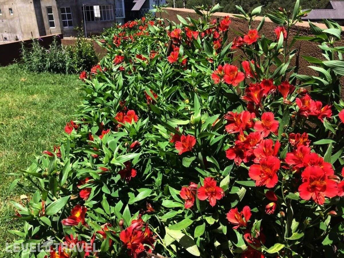 фотографии отеля Kingsford Residences в Шри-Ланка(Нувара Элия) - фото №24