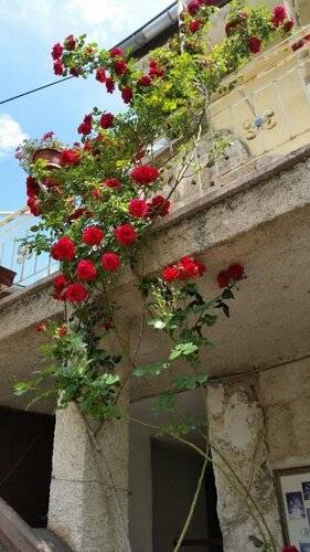 Anatolia Cave Hotel Pansion
