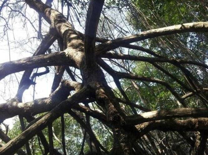 Menjangan Sari