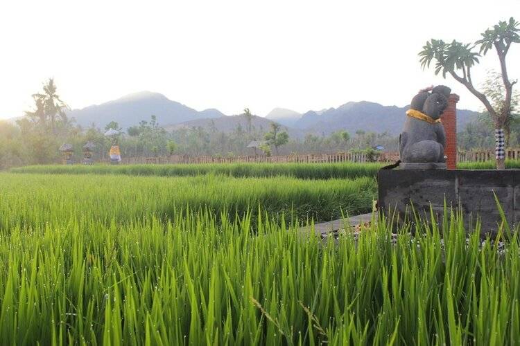 Umma Bali Menjangan