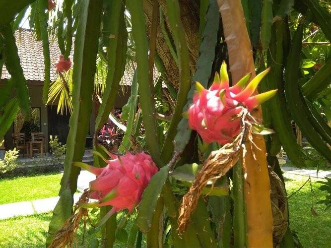 Suka Sari Cottages
