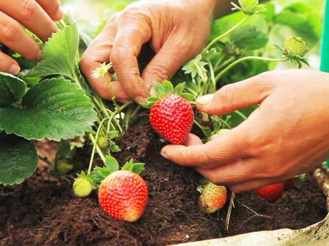 Bagus Agro Pelaga