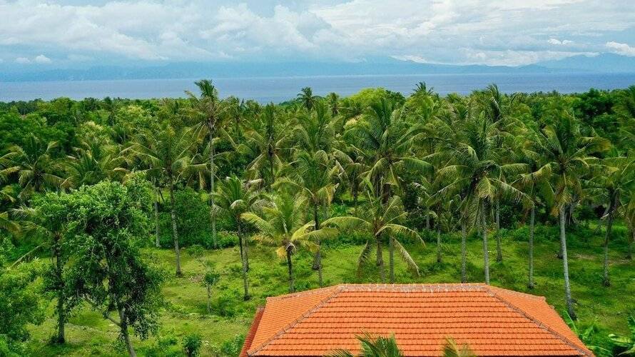 Jungle Paradise