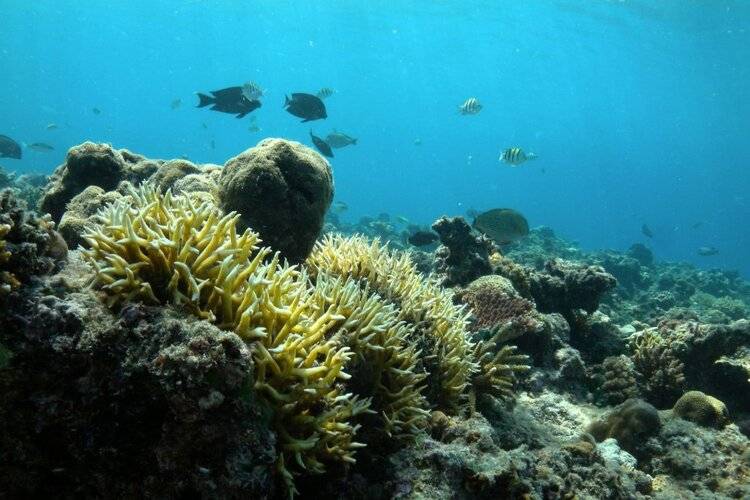 Nusabay Menjangan By Whm