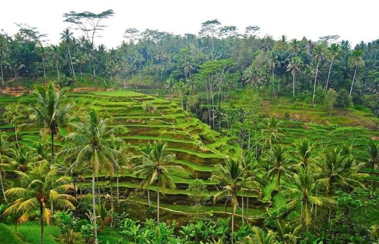 Hanging Gardens Of Bali - Chse Certified