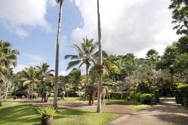 Mason Elephant Lodge