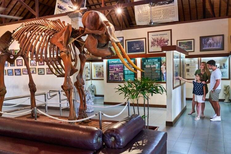 Mason Elephant Lodge