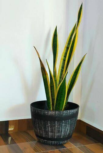 Mt Seaside Apartment