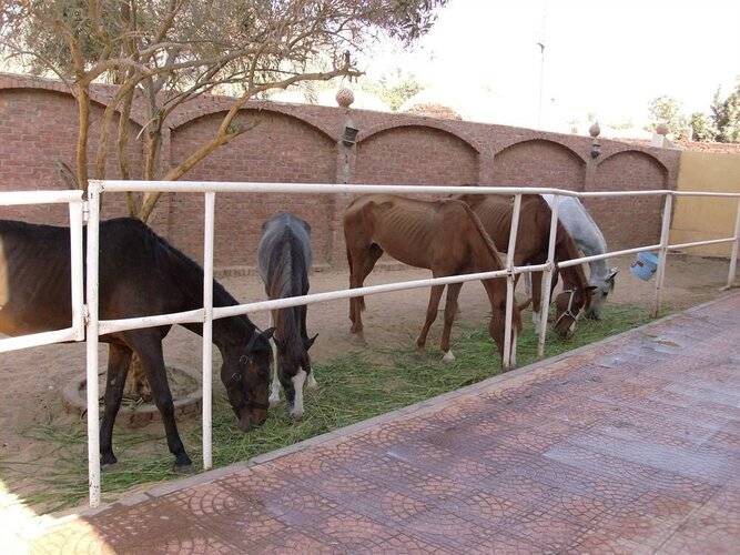 Gardenia Pyramids Hostel