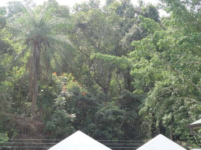 Forest Villa Hotel