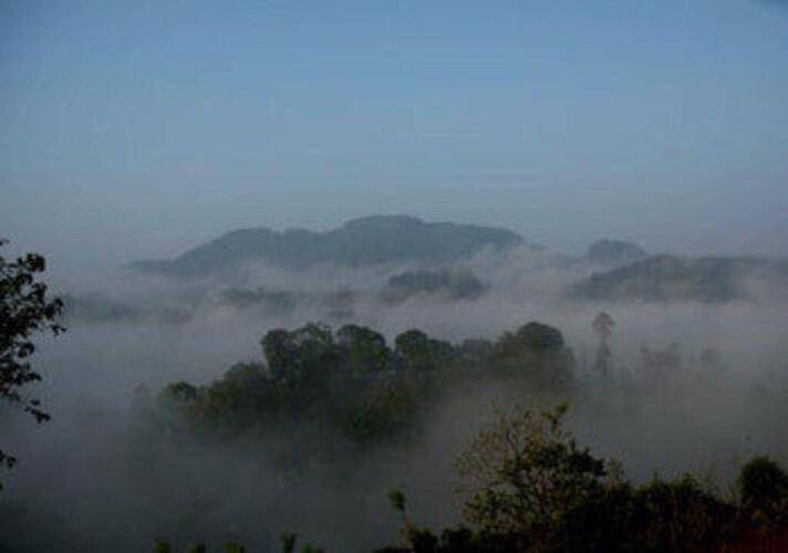 Rainforest Edge