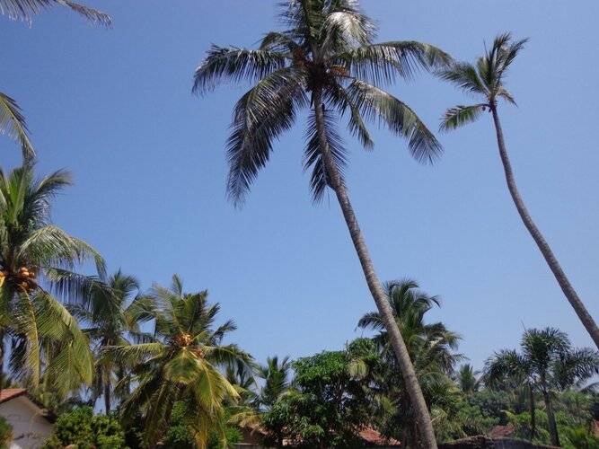 Hotel Star White Negombo