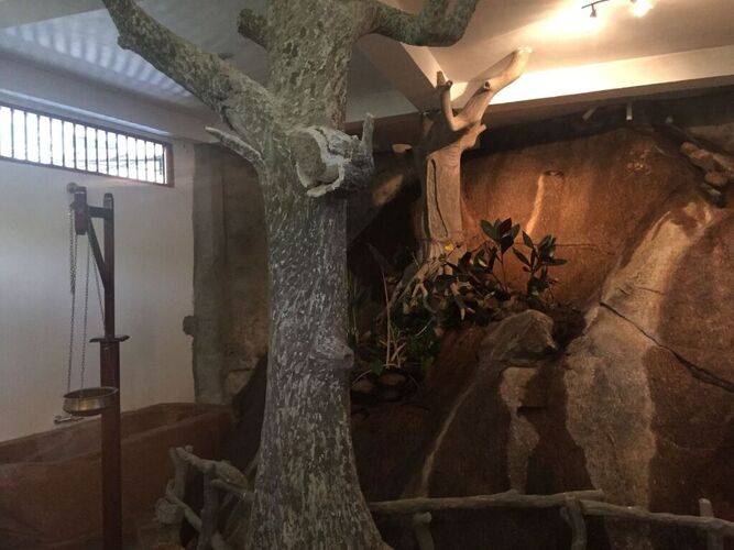 Rainforest Lodge