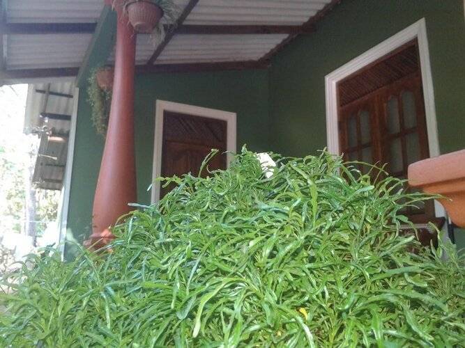 Green Bamboo House