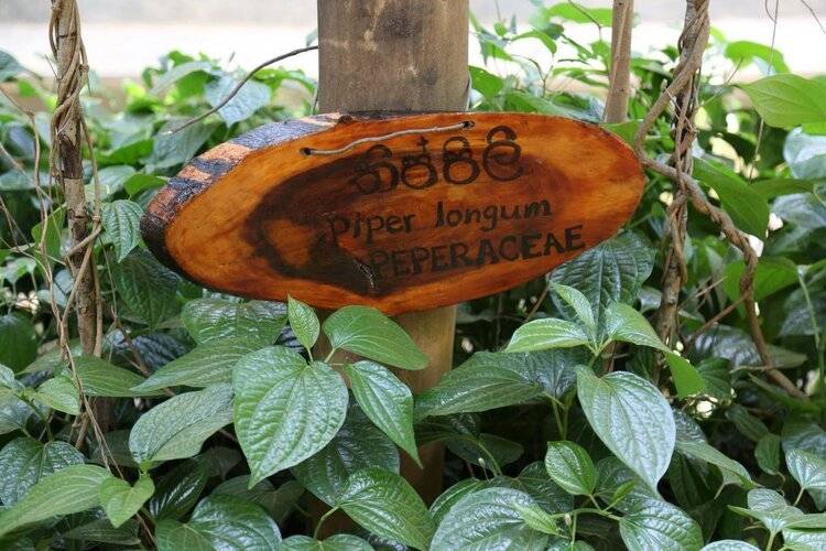 Pinthaliya Resort & Spa