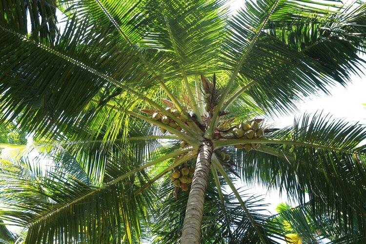 Lime Cabanas-Sri Lanka