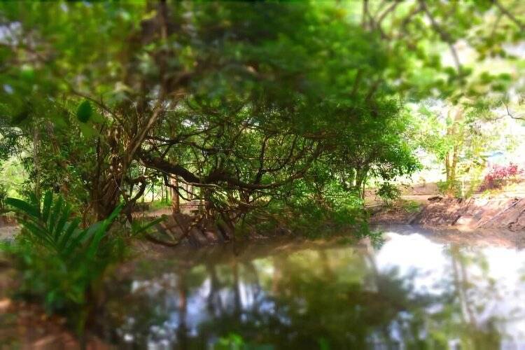 Book Jungle