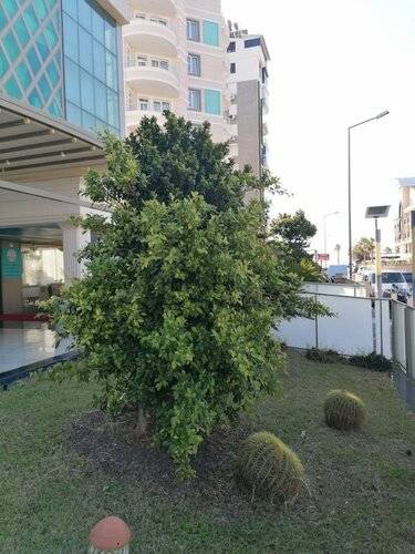 Citrushotels