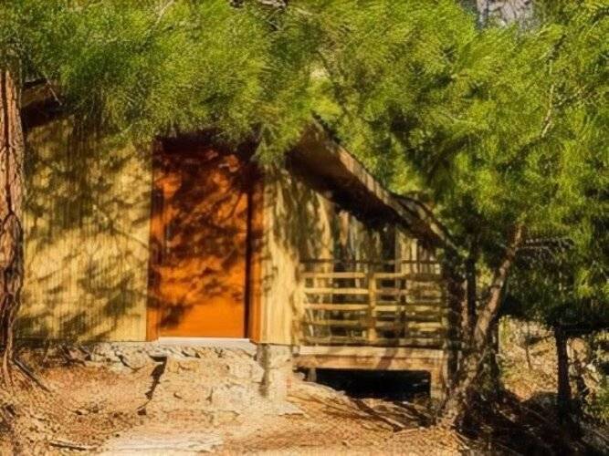 Tree Houses
