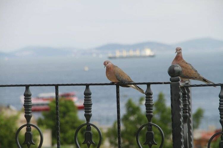 Saruhan Hotel