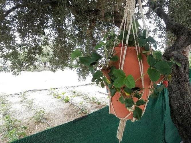 Apartments With Garden View No12