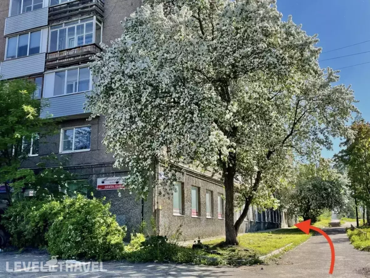 Дыхание Леса