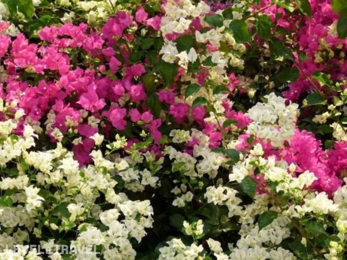 фотографии отеля Apollonia Apartments в Греция(Агия-Пелагия) - фото №5