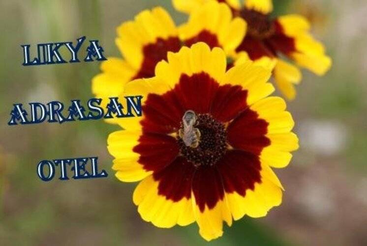 Likya Adrasan Otel