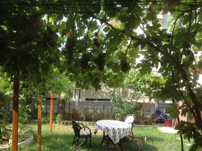 Bayindir Palme