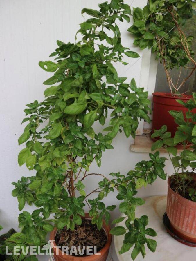 фотографии отеля Acropolis House в Греция(Афины) - фото №13