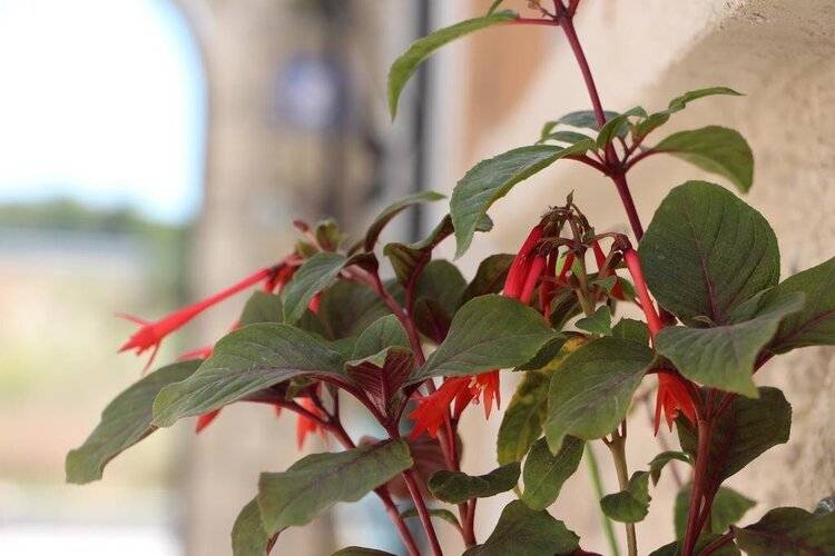 Windmill Alacati Boutique Hotel