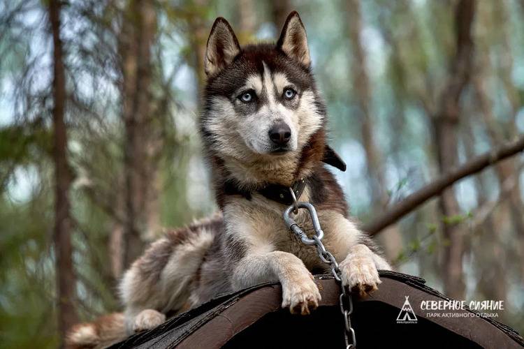 Парк Активного Отдыха Северное Сияние