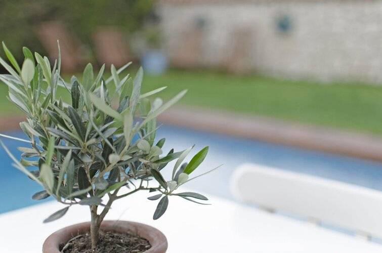 Alacati Roka Tas Otel