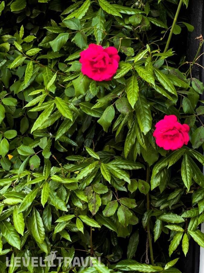 фотографии отеля Вива Сильвия в Россия(Адлер) - фото №32