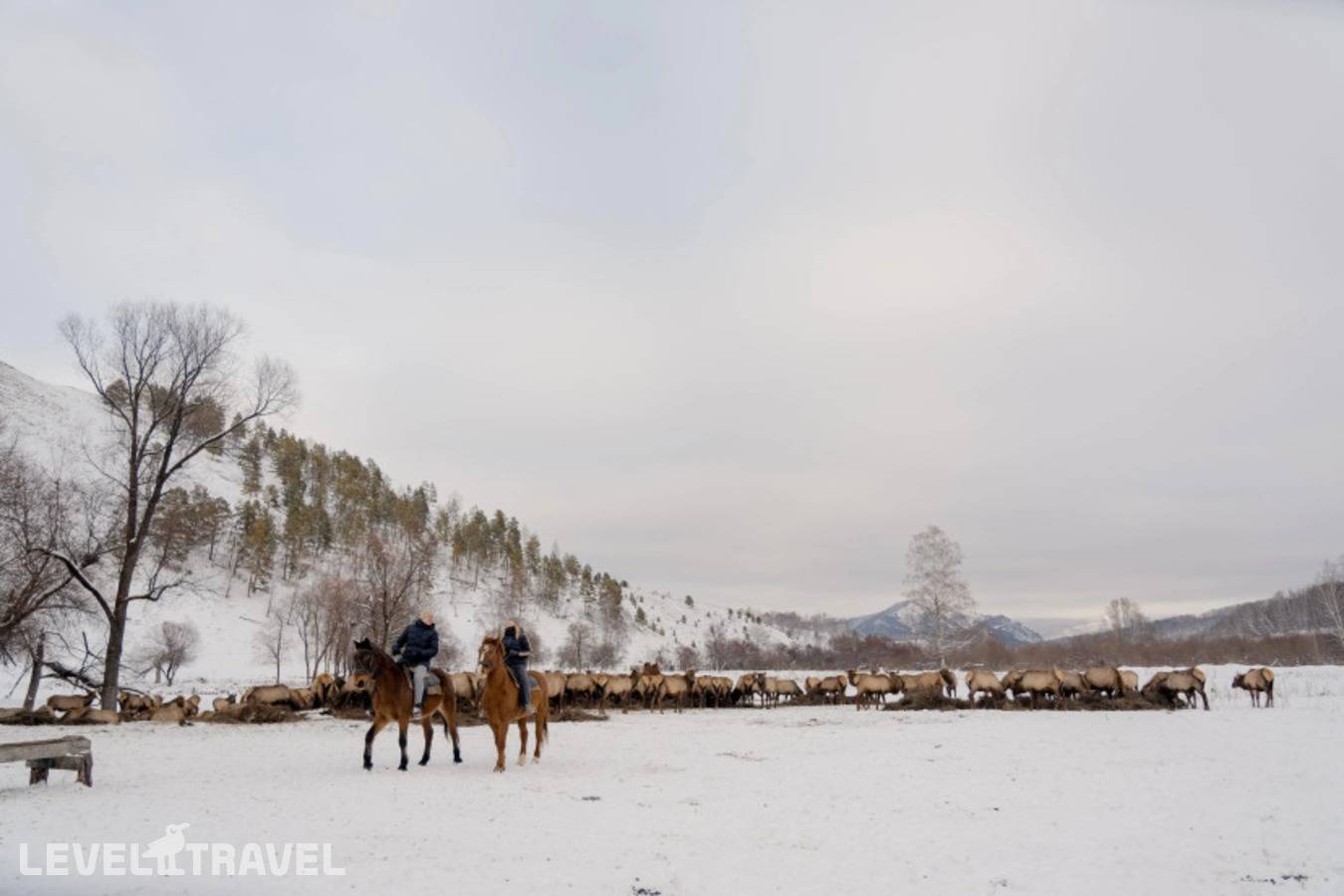 фотографии отеля Маральник Altai Palace в Россия(Алтайский район) - фото №7