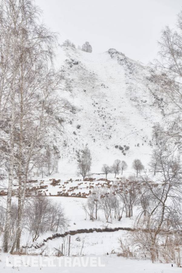 фотографии отеля Маральник Altai Palace в Россия(Алтайский район) - фото №4