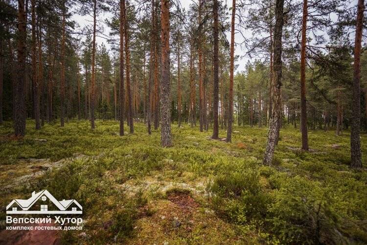 Вепсский Хутор