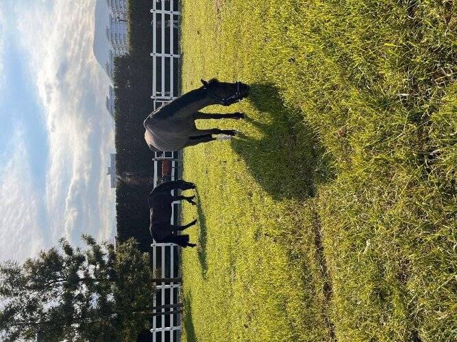 B.Equine Range Hotel