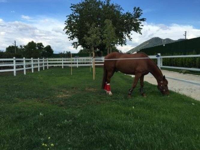 B.Equine Range Hotel