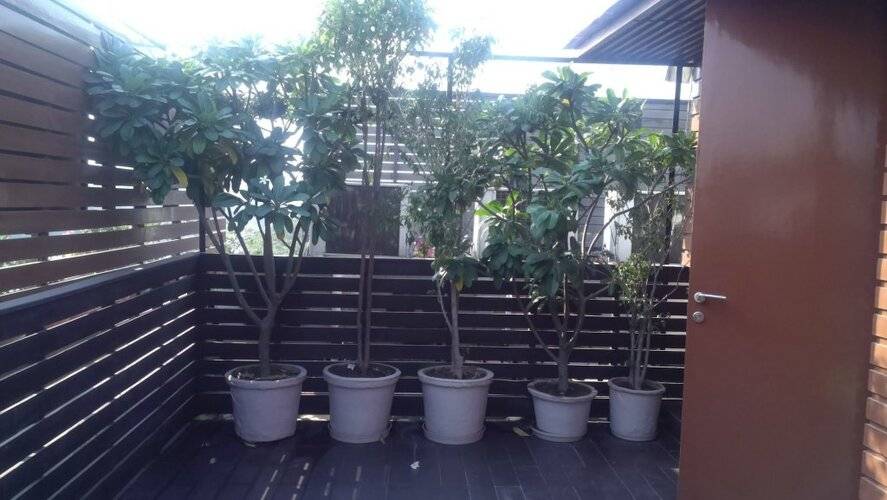 Udman South Delhi By Ferns N Petals