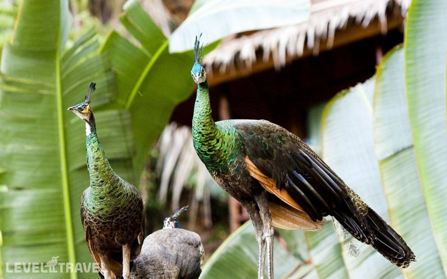 фотографии отеля Aonang Cliff View Resort в Таиланд(Ао Нанг) - фото №7